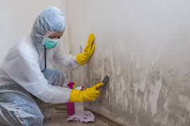 Reliable Chandler, OK Mold Inspection Solutions